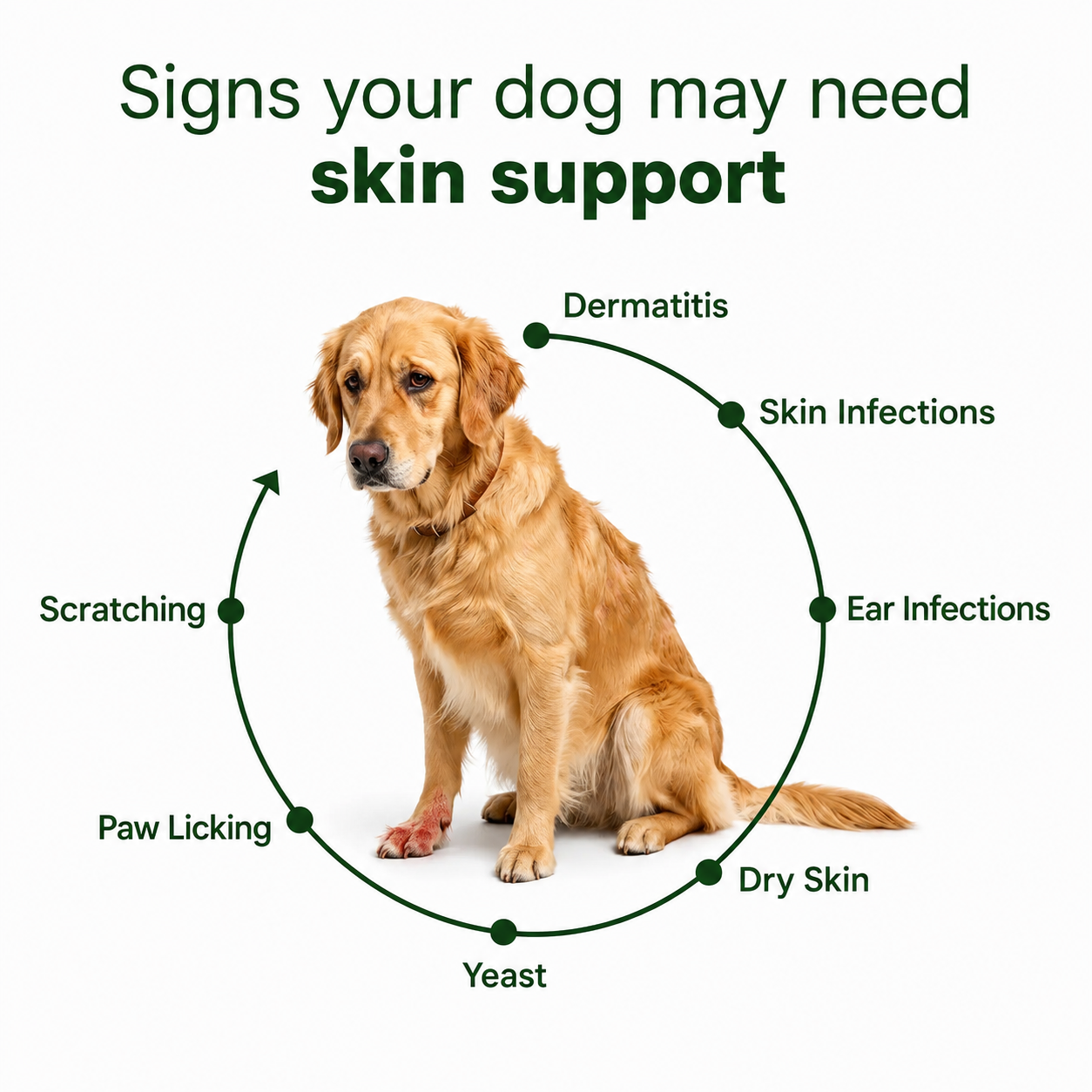 Elirro DermaPrex: A New Age Natural Formula For Itching, Bald Spots, Inflammation, Paw Licking & Allergy